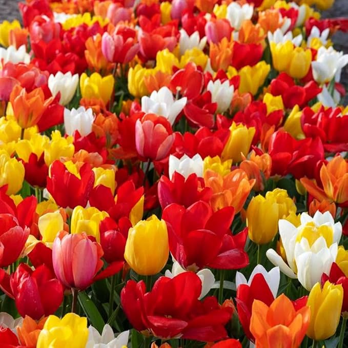 Triumph Tulip Bulbs for Fall Planting Mixed Perennial Hybrids Darwin Changing Colors Emperor Mixture Size 12+ (15, Emperor Mixture)