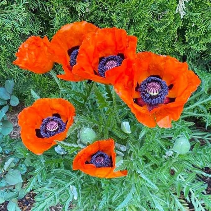 11000+ Seeds Poppy Flower Seed Mix for Planting-Non-GMO Heirloom Plant Seeds Garden Outdoor