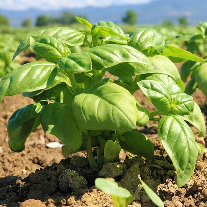 HQOExpress Organic Basil Medium Cut – Non GMO, Kosher, USDA Certified Organic Basil Leaves, Dried and Ground – Peppery and Aromatic Seasoning for Soups, Sauces, Dressings and Salads, 6 oz. Chef Jar