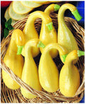 Park Seed Early Summer Crookneck Organic Squash Seeds – Mild Sweet Flavor, Creamy Texture, Compact Bush Plant Ideal for Small Gardens, Certified Organic Summer Variety, Pack of 20