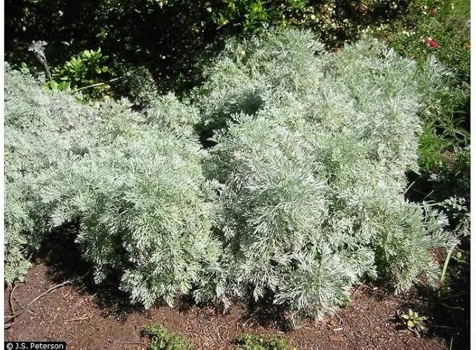 Absinthe Plant Seeds for Planting(100 Seed) - Common Wormwood, Artemisia Absinthium