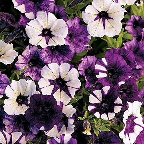 Park Seed Shock Wave Tie Dye Purple Petunia Seeds, Early-Blooming Self-Cleaning Variety with Lavender, Violet, and Bicolor Blooms, Compact and Weather Resistant, Pack of 10