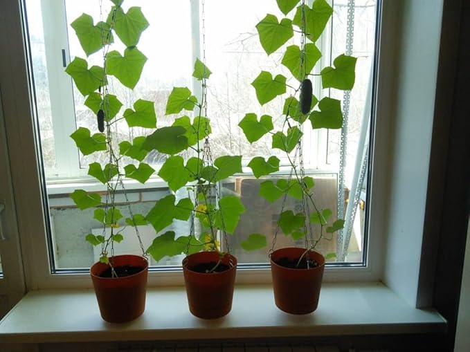KIRA SEEDS - Seeds Indoor Cucumber F1 - Self-Pollinated - Heirloom Vegetable - GMO Free