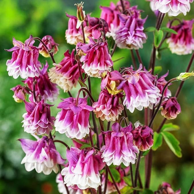 Aquilegia 'Pink Petticoat' Columbine Seeds – 100pcs Perennial Blooms with Double Pink Petals – Graceful Flowers for Outdoor Beds & Wildlife Gardens