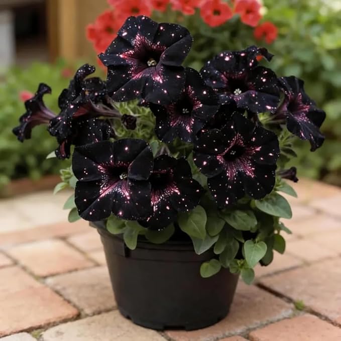247+ Rare Perennial Petunia Seeds for Planting,Dwarf Wave Petunia Flowers Seeds to Plant Garden Hanging Baskets Flower Vine, High Germination Rate in Home Gardens