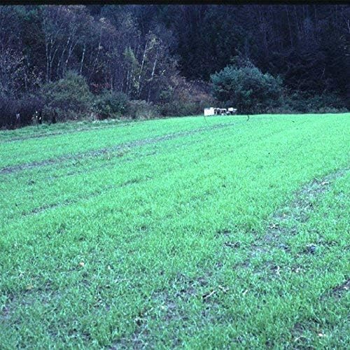 Winter Cereal Rye - 1 LB ~8,000 Seeds - Non-GMO, Open Pollinated - Farm & Garden Cold Weather Cover Crop & Erosion Control.