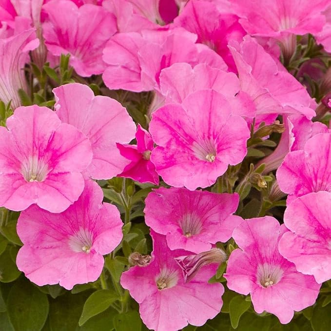 350+Annual Petunia Flower Seeds for Planting Outdoor-Perennial Petunia Plant Garden Home Non-GMO Heirloom