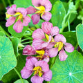 Eden Brothers Nasturtium Seeds - Purple Emperor Non-GMO Seeds for Planting, 1 Ounce | Low-Maintenance Flower Seeds, Plant During Spring Season, Zones 1, 10, 2, 3, 4, 5, 6, 7, 8, 9