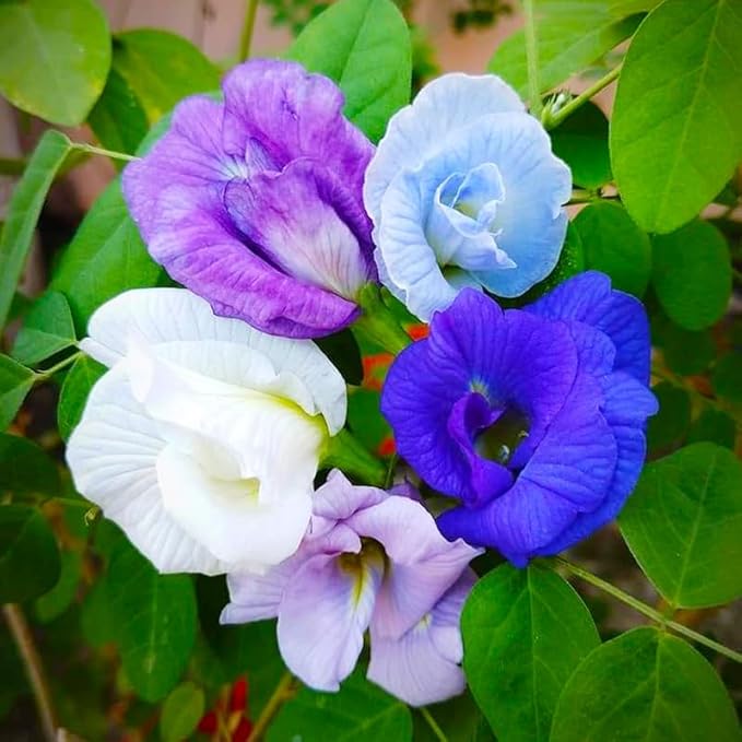 30Pcs Butterfly Pea Flower Seeds for Planting-Non-GMO Heirloom Plant Seeds Garden Outdoor