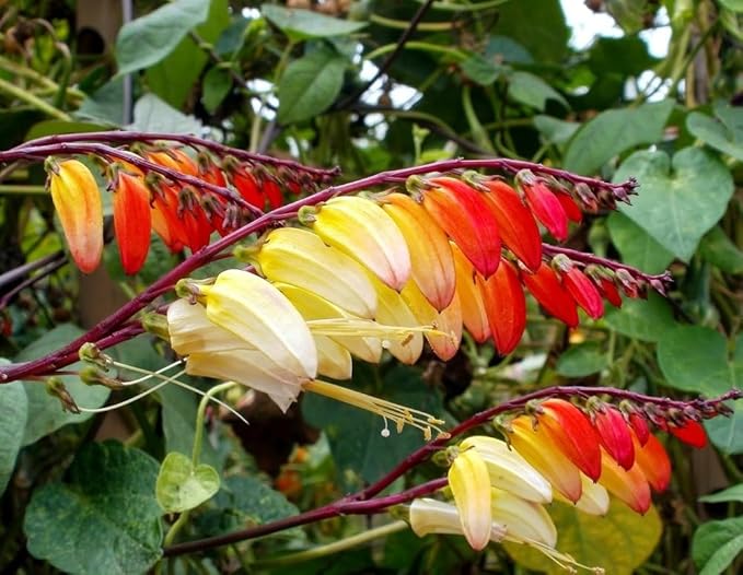 SeedsUP - 50+ Seeds Firecracker Vine Mina Lobata Quamoclit - Flower Multicolor