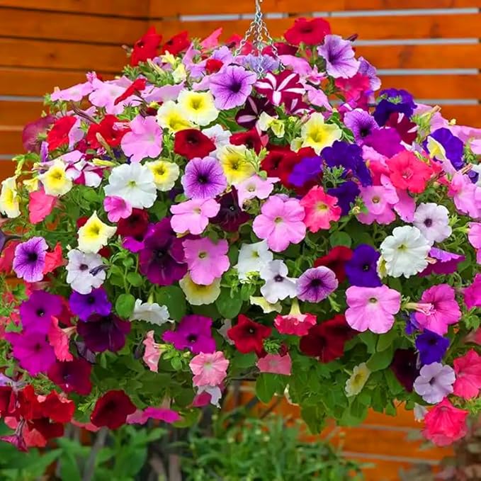 Dwarf Petunia Seeds for Planting, 203+pcs Perennial Petunias Flowers Seeds for Planting Open Pollinated Plant Seeds, Non-GMO Heirloom Annual Beauty Home Garden Flowers in Outdoors