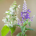 1000PCS Catnip Seeds for Planting White & Purple Mixed Flowers Easy to Grow Outdoor Home Garden Plant Nepeta Cataria Seeds