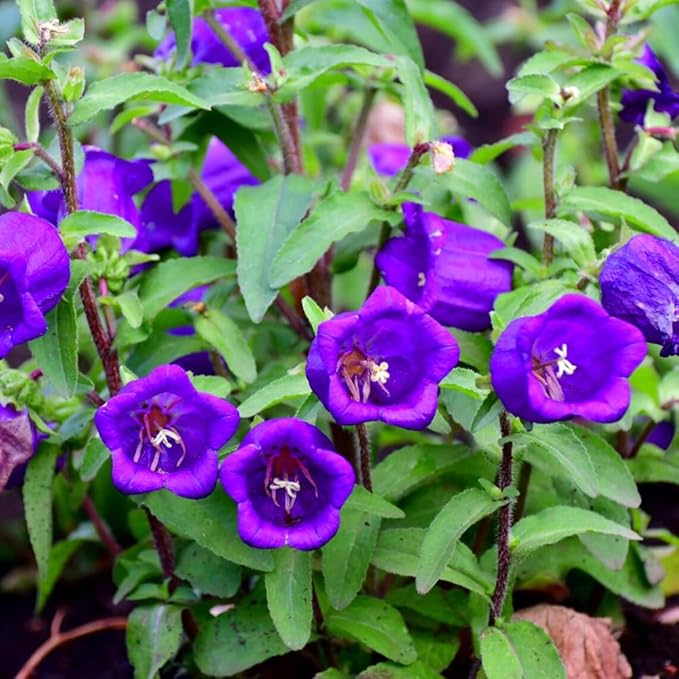 50pcs Purple Bellflower Campanulata Glomerata Superba Bellflower Heirloom Flower