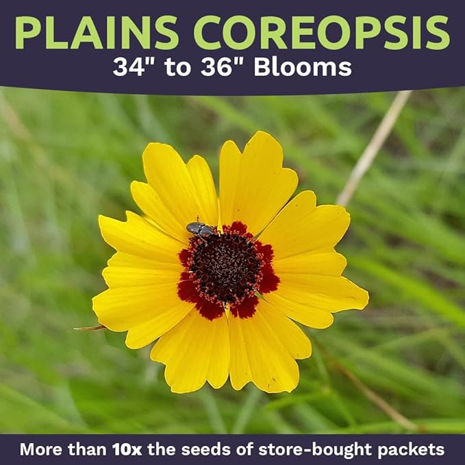 Plains Coreopsis Seeds – Native Flowers – Extra Large Packet – Over 100,000 Open Pollinated Non-GMO Wildflower Seeds – Coreopsis tinctorial
