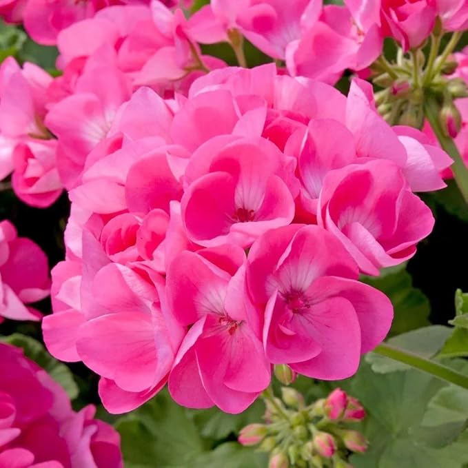 10+Geranium Flower Seeds for Planting-Perennial Geranium Bedding Basket Plant Seeds