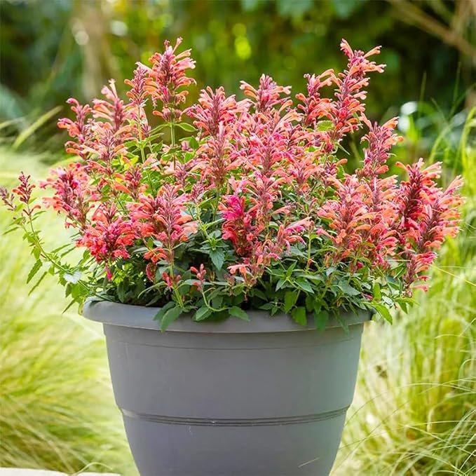 45Pcs Perennial Mix Hummingbird Mint Seeds for Planting- Attracts Hummingbirds and Butterflies