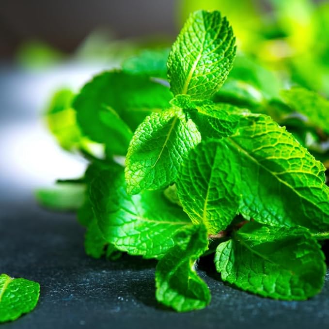 Peppermint Mint Plants Live Indoors Outdoors, Fresh Herb Mint Plant, Live Peppermint Plant, Peppermint Plants for Outside Inside, Potted Mint