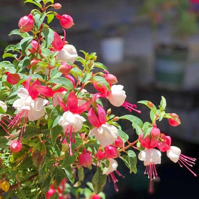200pcs Fuchsia Seeds Perennial Hanging Flower, Indoor & Outdoor Bonsai Plant, Easy-to-Grow Ornamental Garden Plant for Balcony, Patio & Home