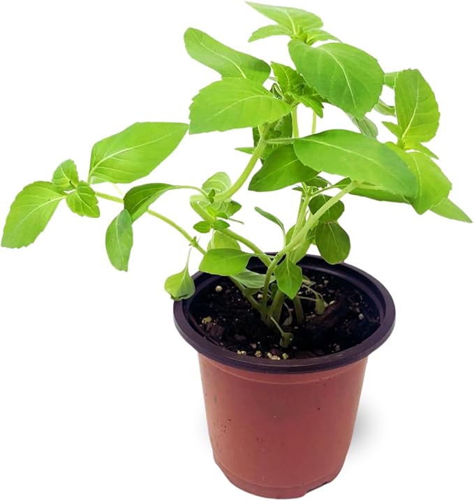 Holy Basil Plant, Herb Plant Seedlings, 4 Inches Pot, Green Basil Plant Pot Planting Outdoor