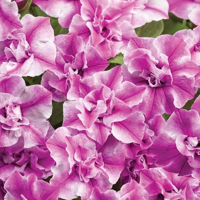 330+Mixed Petunia Hybrida Seeds for Planting-Perennial Hanging Petunia Flower Seed Plant for Home Garden Heirloom Non-GMO