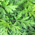 10000 Yomogi Mugwort Seeds | Artemisia Princeps Japanese Kui Ho Fu-Chiba Kusa Korean Wormwood Moxa Asian Herb Seed