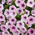 Park Seed Shock Wave Pink Vein Petunia Seeds, Early-Blooming Self-Cleaning Spreading Variety with Trumpet-Shaped Pink Blooms, Weather Resistant and Compact, Pack of 10