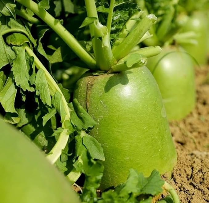 200PCS Green Turnip Seeds Radish Asian Vegetable Green Fruit Seeds
