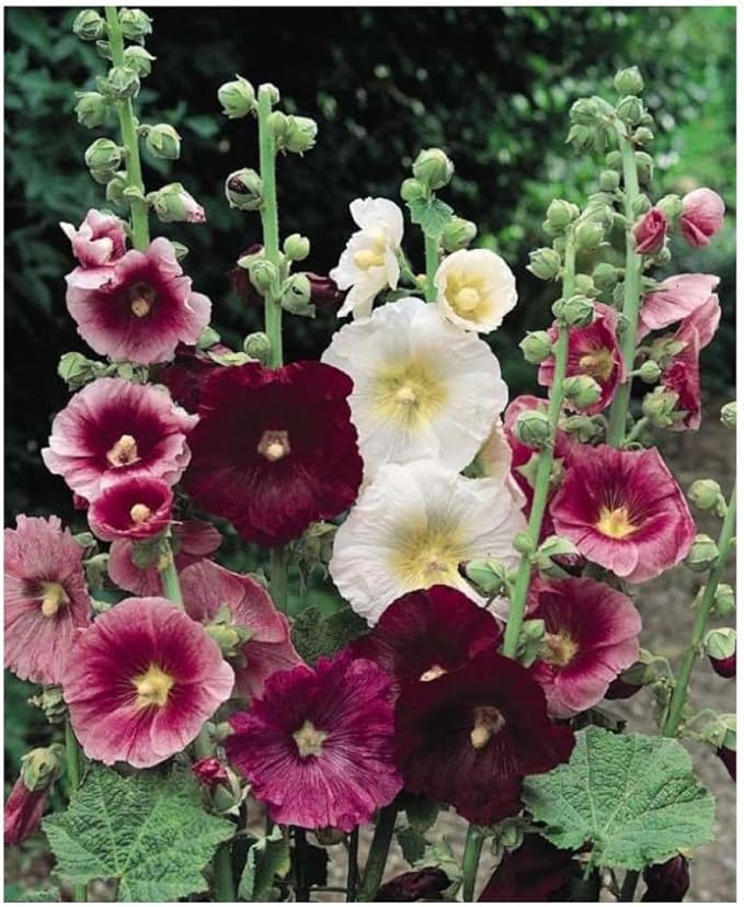 Hollyhock Spring Mix Seeds – Alcea Rosea | Biennial/Perennial | Towering, Vibrant Blooms for Cottage Gardens