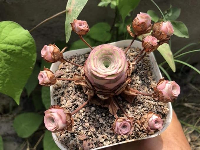 Mixed Colored Rare Succulents Seeds Flower Plant 200 Pcs Seeds