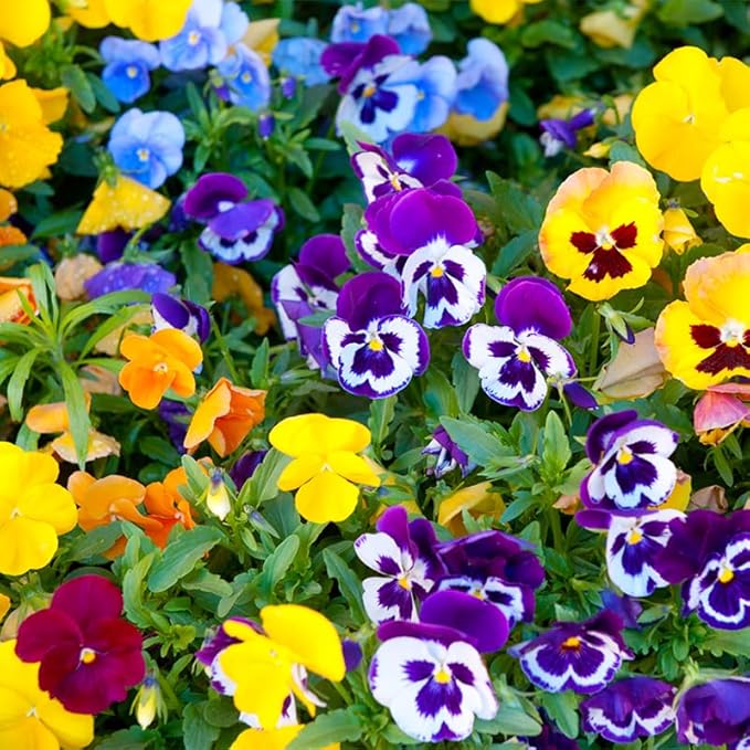 1100+ Mixed Pansy Seeds for Planting - Viola Pansy Seeds Non-GMO Heirloom Flower Seeds Attract Butterflies & Open Pollinated