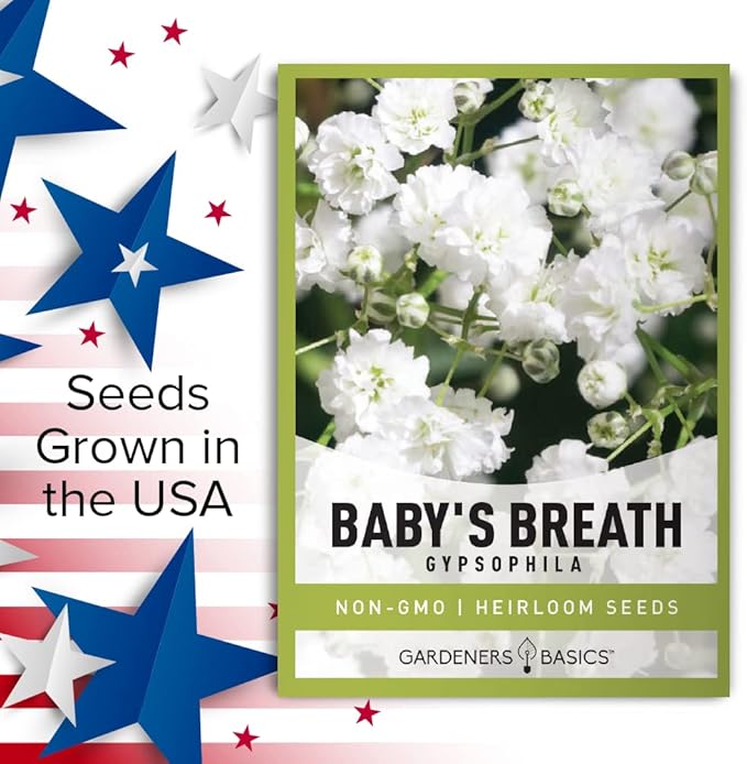 Gardeners Basics, Baby's Breath Seeds for Planting Gpsophila - Beautiful Annual Cut Flower for Flower Arrangements and Beautiful in Flower Beds in Summer Gardens Too