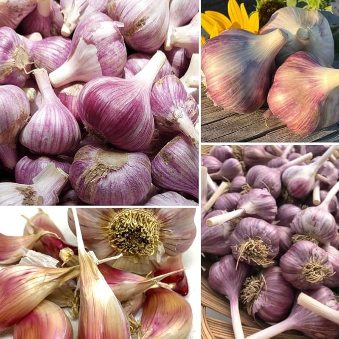 1 Pound Red Hardneck Garlic Bulbs for Planting, Fresh High-Yield Hardy Garlic for Garden or Container Growing
