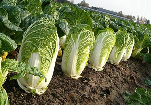 Seeds Peking Napa Cabbage Heirloom Vegetable for Planting Non GMO