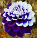 100PCS Rare Beautiful Purple Dahlia Flower Seeds Colorful Lawn Flower Seeds