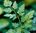 Chervil Great Garden Herb by Seed Kingdom Bulk 1 Lb Seeds