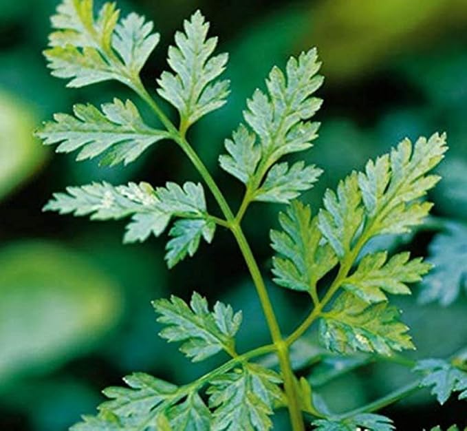 Chervil Great Garden Herb by Seed Kingdom Bulk 1 Lb Seeds