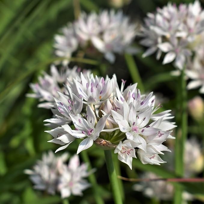 Gardens Best Graceful Beauty Alliums – 30 Bulbs - White Star-Shaped Flowers | Easy-Grow Spring Perennials | Deer Resistant | Attracts Bees & Butterflies | Zones 4–9