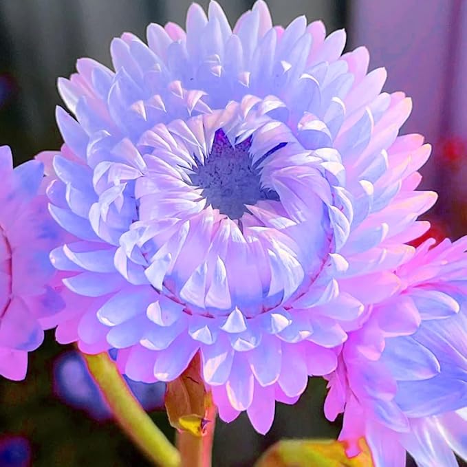1000+ Strawflower Seeds for Planting, Annual Mixed Color Xerochrysum Seeds, Non-GMO Strawflower Flower Seeds for Home Garden Outdoor