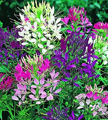Seeds Spider Flower Cleome Mix Annual Beautiful Outdoor Garden Cut for Planting Non GMO