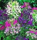 Seeds Spider Flower Cleome Mix Annual Beautiful Outdoor Garden Cut for Planting Non GMO