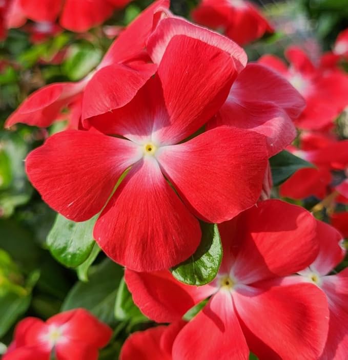 1000+Perennial Vinca Periwinkle Flower Seed for Planting-Non-GMO Heirloom Annual Ground Cover Seeds