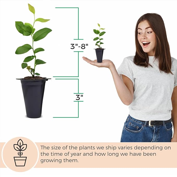 Blueberry Plant O'Neal Live for Sale (4 Pack) | Easy to Grow Plants | Edible Fruit Plant for Sustainable Living | Grow Your own Food on Your Edible Organic Garden| Live for Planting| No Seeds