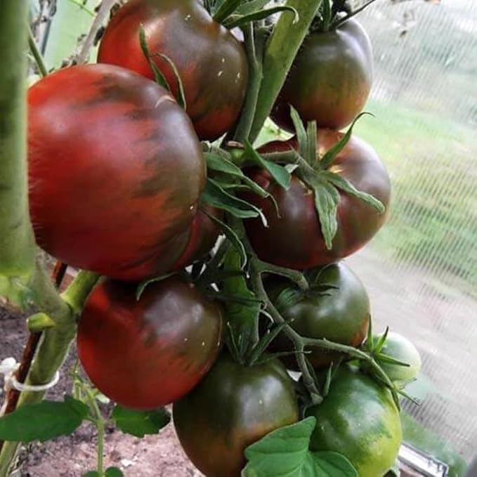 Seeds Black Prince Tomato - Heirloom Vegetable - GMO Free