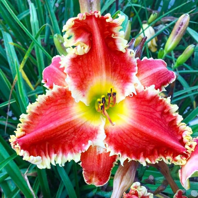 100Pcs Perennial Daylily Hemerocallis Seeds for Planting-Mixed Color Day Lily Fine Flower Seeds Heirloom