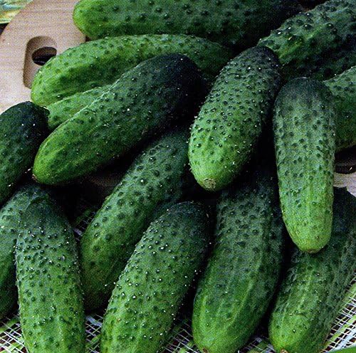 Seeds Vegetable Cucumber Titus Heirloom for Pickling 45 Days - 20 Seeds