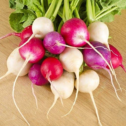 KIRA SEEDS - Seeds Radish Rainbow Mix Harvest Within 25 Days - Heirloom Vegetable - GMO Free