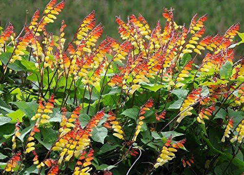 Seeds Firecracker Vine Mina Lobata Quamoclit Annual Flowers