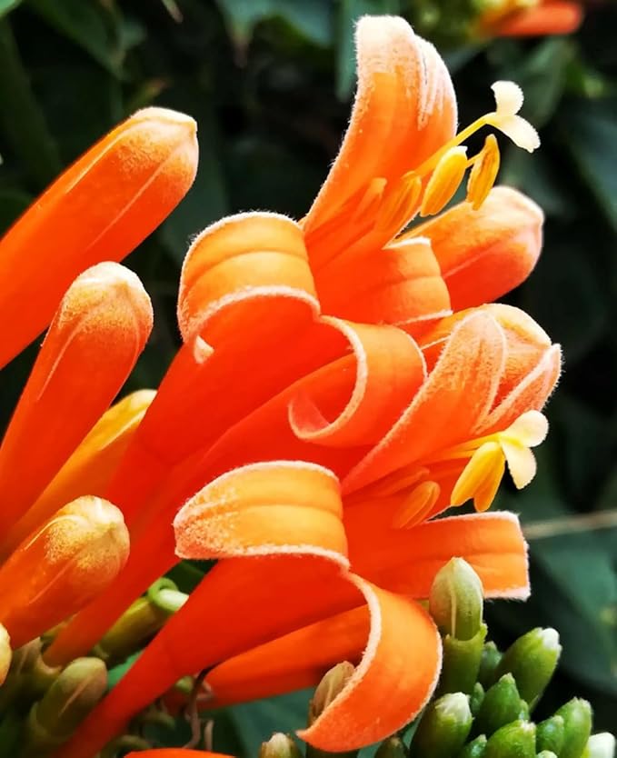 100 Count Pyrostegia Venusta Flower Seeds Firecracker Cigar Plant - Perennial Fast Climbing Vine, Long Flowering Season, Suitable for Home Gardens & Patios
