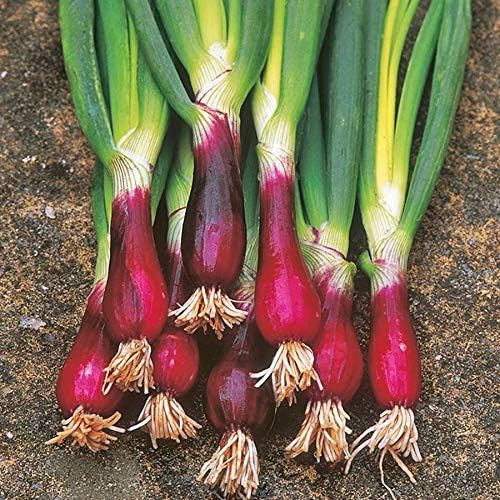 NIKA SEEDS - Seeds Vegetable Welsh Onion Red - 300 Seeds