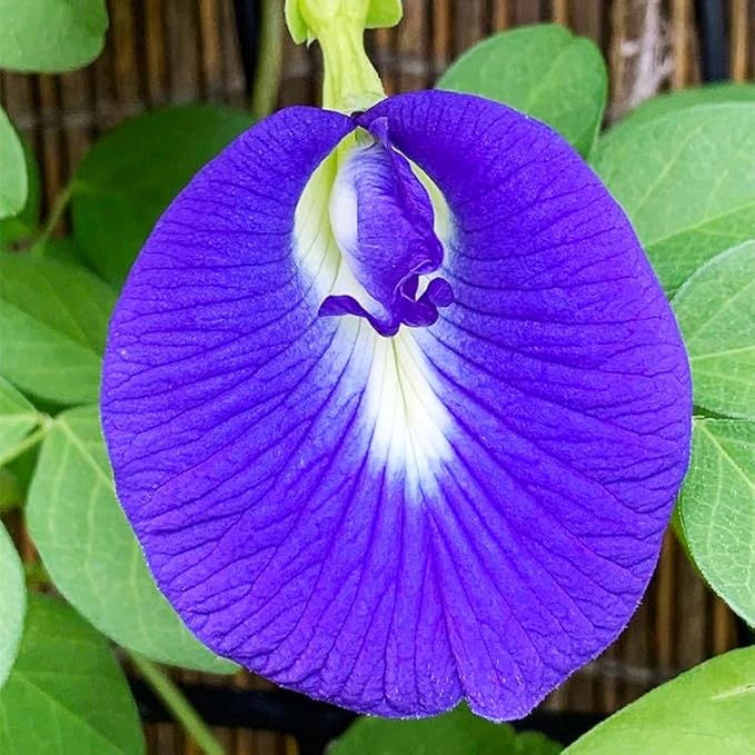 30Pcs Butterfly Pea Flower Seeds for Planting-Non-GMO Heirloom Plant Seeds Garden Outdoor